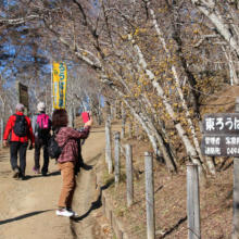 宝登山ロウバイ園の画像