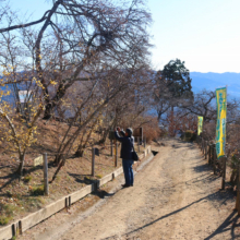 宝登山ロウバイ園の画像