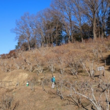 宝登山ロウバイ園の画像