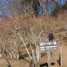 宝登山ロウバイ園の画像