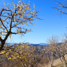 宝登山ロウバイ園の画像