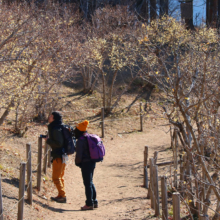 宝登山ロウバイ園の画像