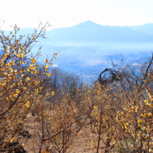 宝登山ロウバイ園の画像