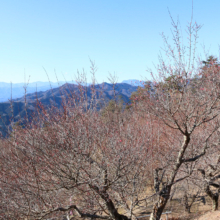 宝登山梅百花園の画像