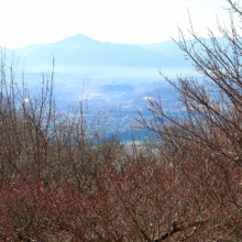 宝登山梅百花園の画像