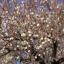 宝登山梅百花園の画像