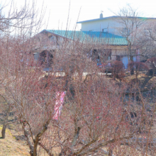 宝登山梅百花園の画像