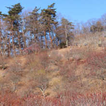 宝登山梅百花園の画像