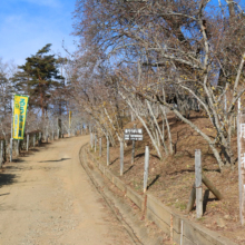 宝登山東ロウバイ園の画像