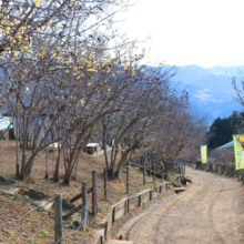 宝登山東ロウバイ園の画像