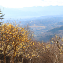 宝登山西ロウバイ園の画像