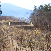 宝登山西ロウバイ園の画像