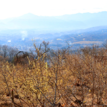 宝登山四季の丘ロウバイの画像