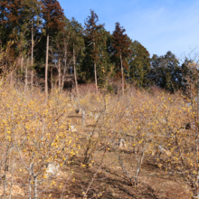 宝登山四季の丘ロウバイの画像