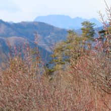 宝登山梅百花園の画像