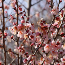 宝登山梅百花園の画像