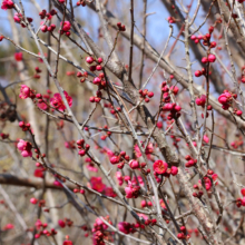 宝登山梅百花園の画像