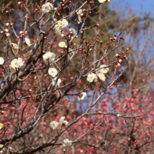 宝登山梅百花園の画像