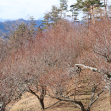 宝登山梅百花園の画像