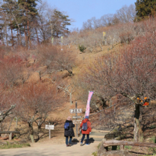 宝登山梅百花園の画像