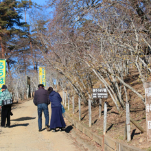 宝登山ロウバイ園の画像