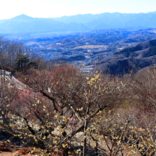 宝登山ロウバイ園の画像