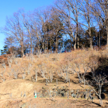 宝登山ロウバイ園の画像