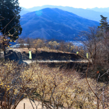 宝登山ロウバイ園の画像