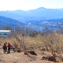 宝登山ロウバイ園の画像