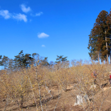 宝登山ロウバイ園の画像