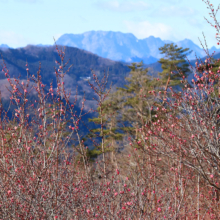 宝登山梅百花園の画像