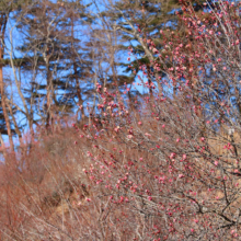 宝登山梅百花園の画像