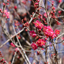 宝登山梅百花園の画像