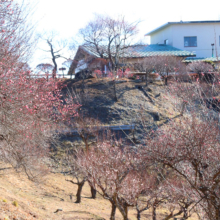 宝登山梅百花園の画像