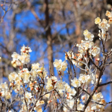 宝登山梅百花園の画像