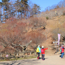 宝登山梅百花園の画像