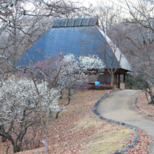 秩父ミューズパーク 梅園の画像