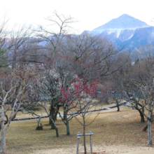 秩父ミューズパーク 梅園の画像