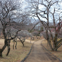 秩父ミューズパーク 梅園の画像