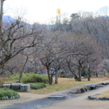 秩父ミューズパーク 梅園の画像