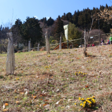 四阿屋山福寿草の画像