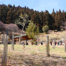 四阿屋山福寿草の画像