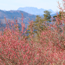 宝登山梅百花園の画像