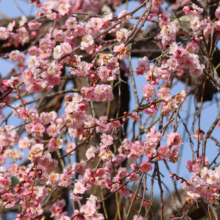 不動寺しだれ梅の画像