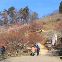 宝登山梅百花園の画像