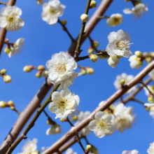 宝登山梅百花園の画像