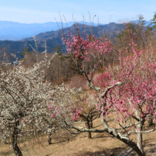 宝登山梅百花園の画像