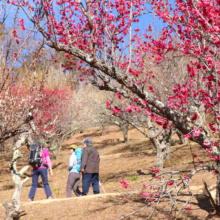 宝登山梅百花園の画像