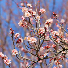 宝登山梅百花園の画像