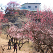 宝登山梅百花園の画像